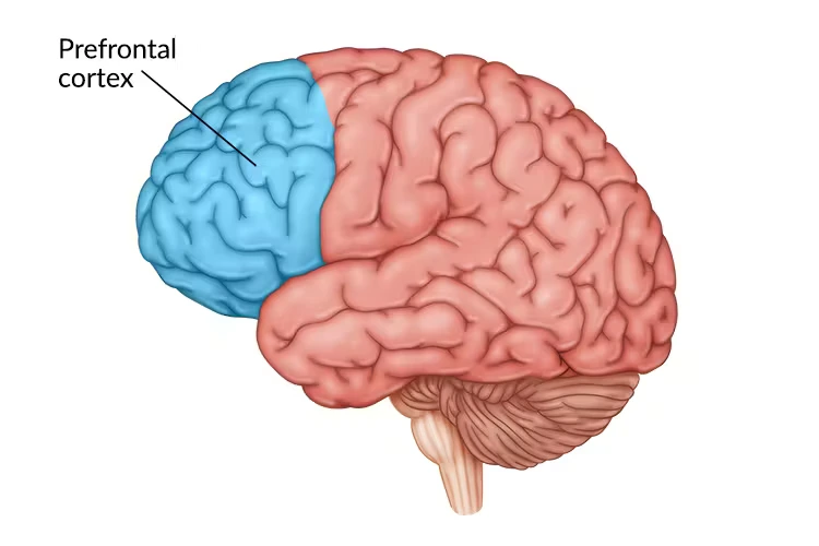 Prefrontal Cortex Damage